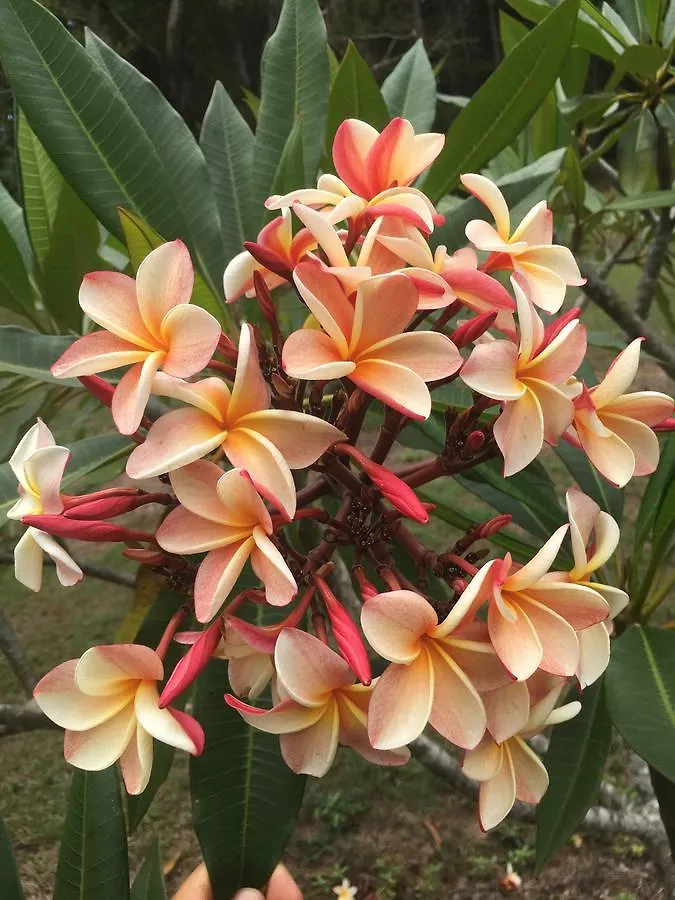 The Frangipani Farm Villa Diddillibah Holiday home